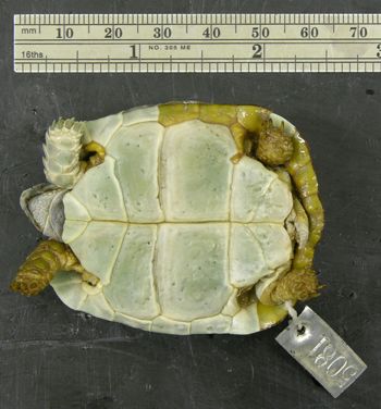 Media type: image; Herpetology R-5081